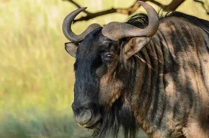 Blue Wildebeest Close Up